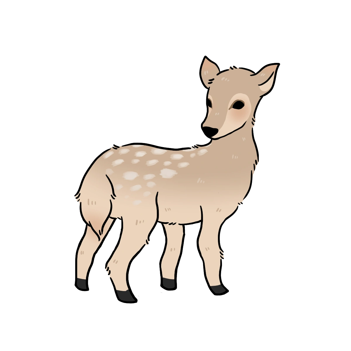 Deer